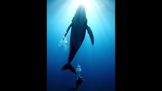 理想禁区动漫在线观看 - 深蓝星球：探索海洋深处的未知世界